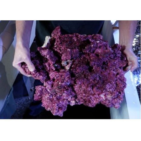 Roca Artificial Talla "Medium/Large" (Caja 20-22kilos)Real Reef Rock