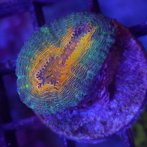 Lobophyllia Ultra S