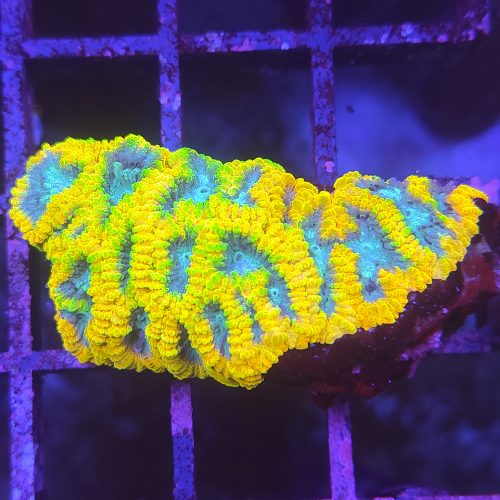 Frag Favia Birg of the Gods